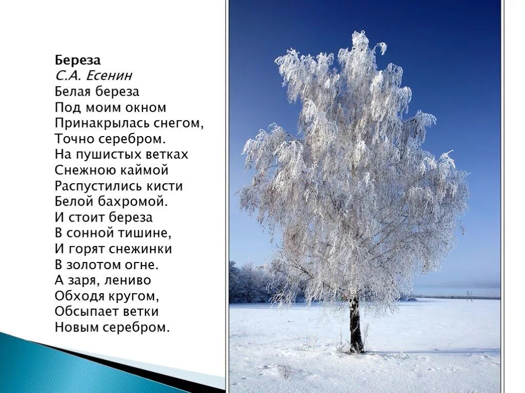 Зимние стихотворение есенина. Стихотворение Есенина белая береза. Есенин белая береза стихотворение.