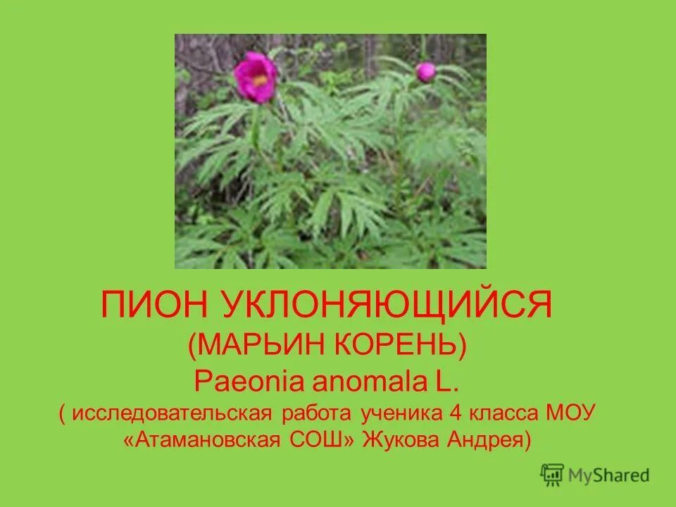 Марьин корень фото и описание. Марьин корень (Paeonia anomala). Пион уклоняющийся (Paeonia anomala). Пион уклоняющийся Paeonia anomala l.. Пион Марьин корень тонколистный.