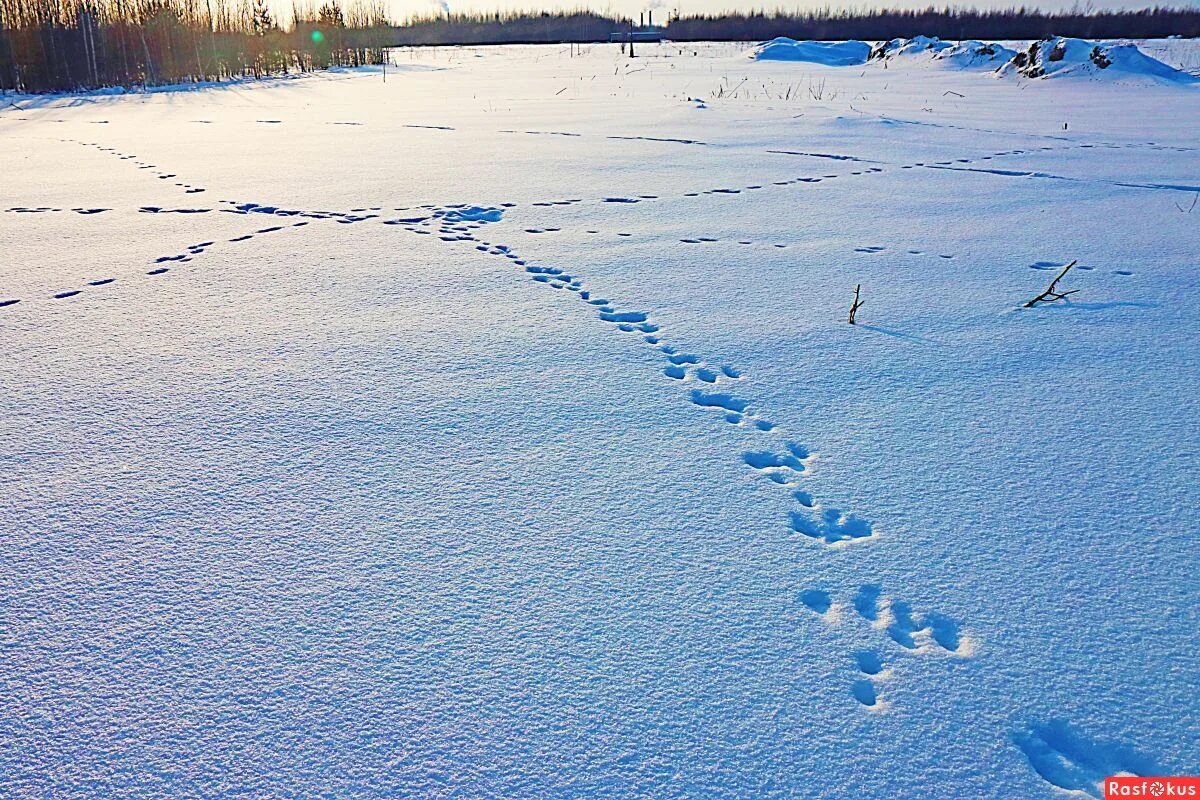 Отпечатки животных на снегу. Следы зверей. Зимние следы зверей. Следы животных на снегу в лесу. Следы зверей урала на снегу.