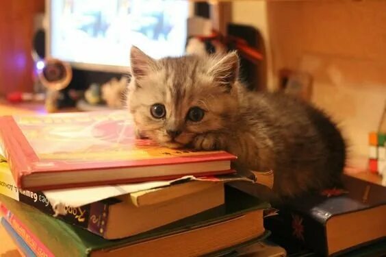 Кот знаток. Котенок с книгой. котик с книжкой. котенок за партой. котенок за книгой.