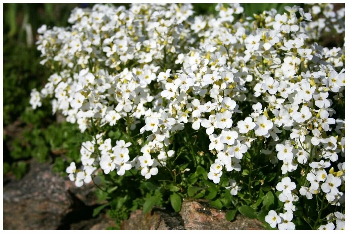 арабис альпийский уход. арабис резуха кавказская. арабис альпийский резуха. арабис резуха кавказская. арабис альпийский снежок.