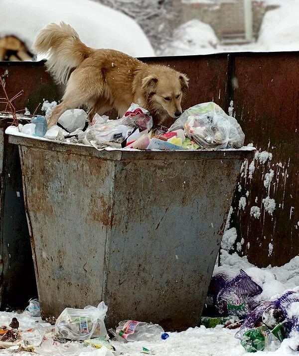 Копаются в мусорках. Бездомные животные.