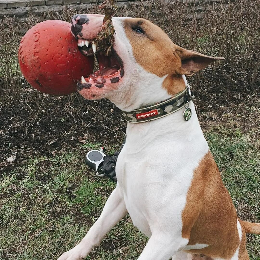 Канарский дог против алабая. Собачьи бои бультерьер. Собачьи бои бультерьер. Питбуль доберман и бультерьер. Собачьи бои бультерьер.