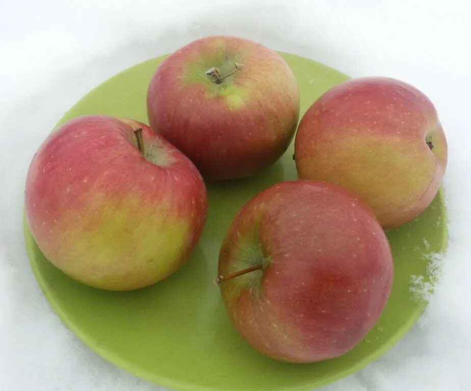 Краткое содержание салодкие яблоки. Сорт яблони белорусское сладкое. Яблоня Пепин шафранный.
