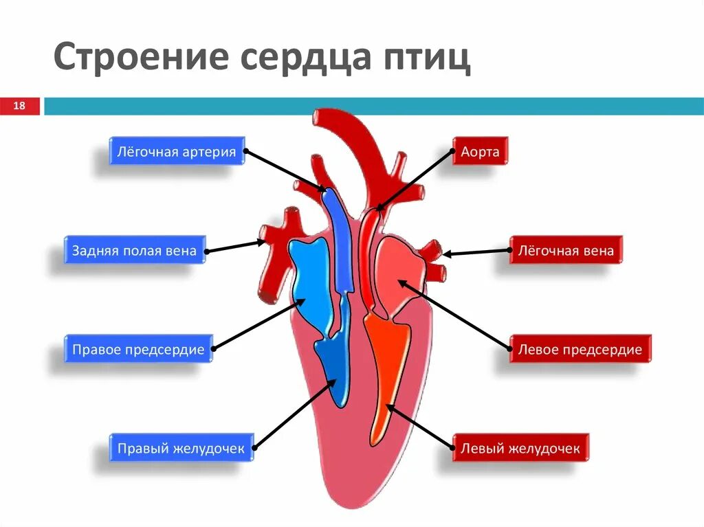 Какая кровь в сердце у млекопитающих. Схема строения сердца птиц. Строение сердца у кур. Строение сердца птицы 7 класс биология. Строение сердца птицы рисунок.