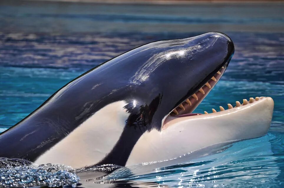 Самая большая касатка. Кит-Касатка. Касатка хищный Дельфин. Зубатые киты касатки. Касатка это кит или Дельфин.