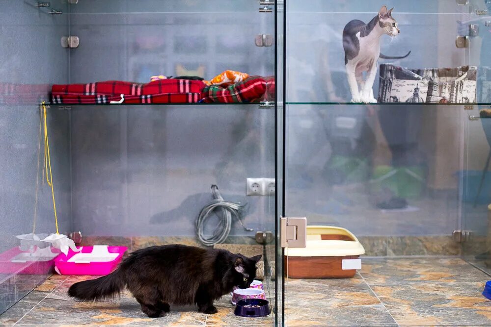 гостиницы для животных нижний. гостиницы для животных нижний. зоогостиницы для кошек. гостиница для кошек реклама. зоогостиница для животных.