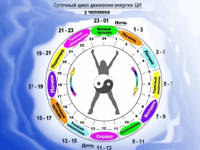 Время в течение дня. Биоритмы циркадные ритмы. Биологические часы человека. Биоритм органов по часам. Суточные ритмы человека.