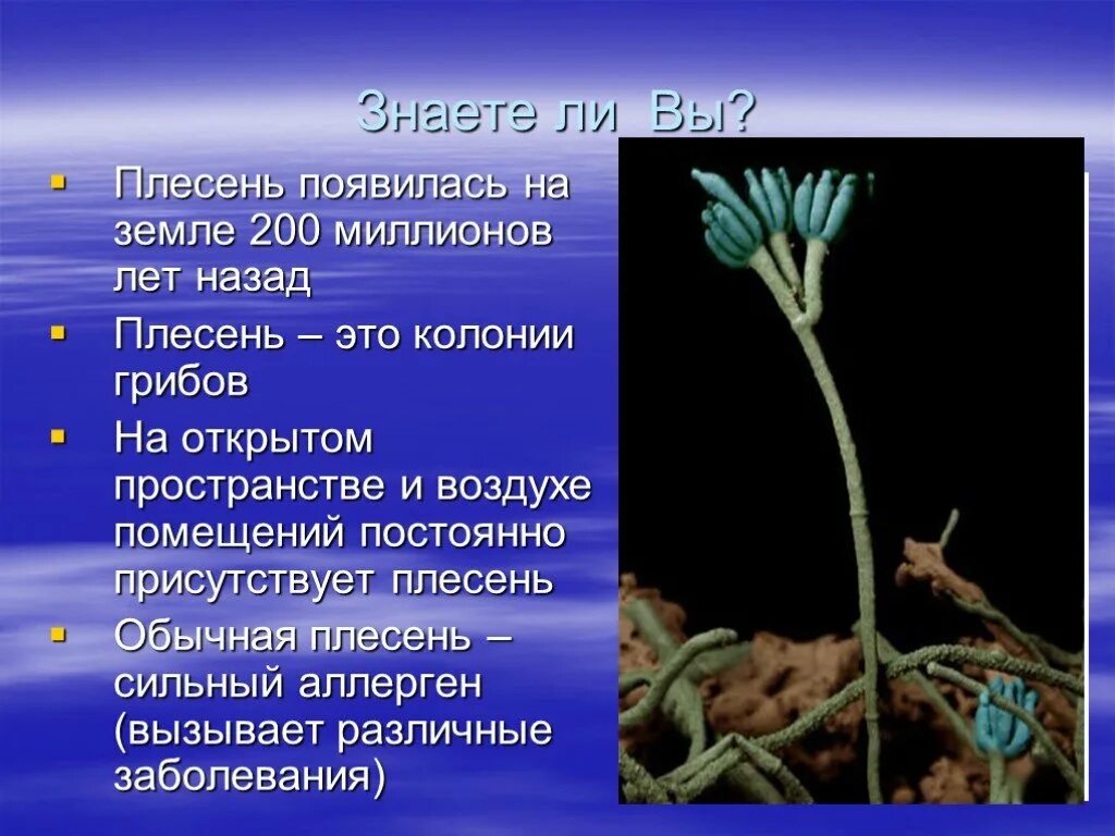 Плесень другими словами. Проекты по биологии тема плесень. Плесневые грибы проект. Плесень презентация. Сообщение о плесени.