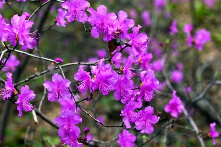 Багульник в тайге. Цветение рододендрона даурского. Рододендрон даурский маральник. Багульник рододендрон. Багульник цветение.