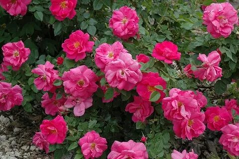 Rose when