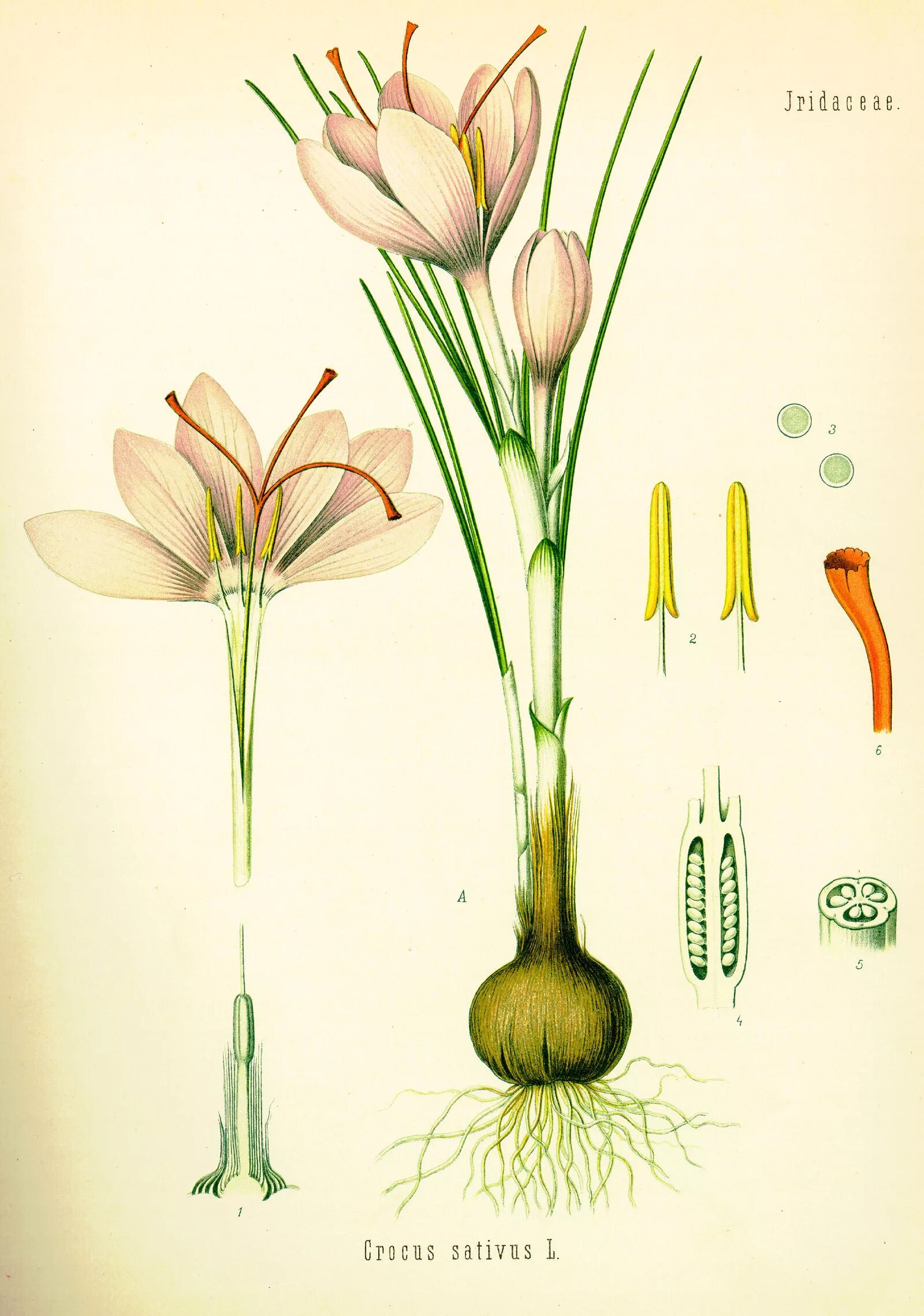 Разбор крокуса. Крокус Ботаническая иллюстрация. Рокус (Шафран) посевной (Crocus sativus). Шафран посевной Ботаническая иллюстрация. Крокус Шафран посевной.