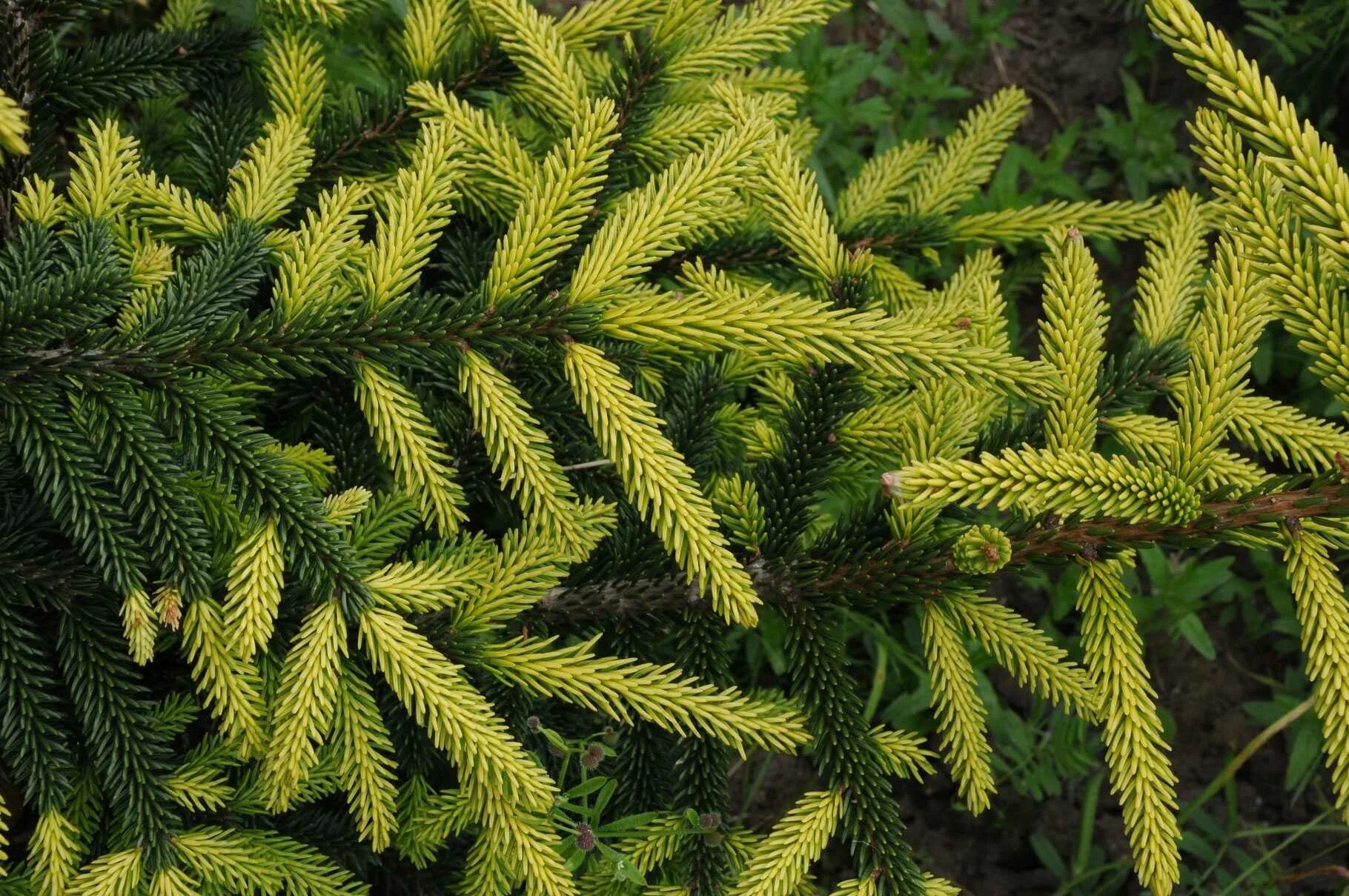 Ели ба. Ель Восточная Aureospicata. Ель Восточная Ауреа. Picea orientalis Aureospicata. Ель Ауреа спиката.