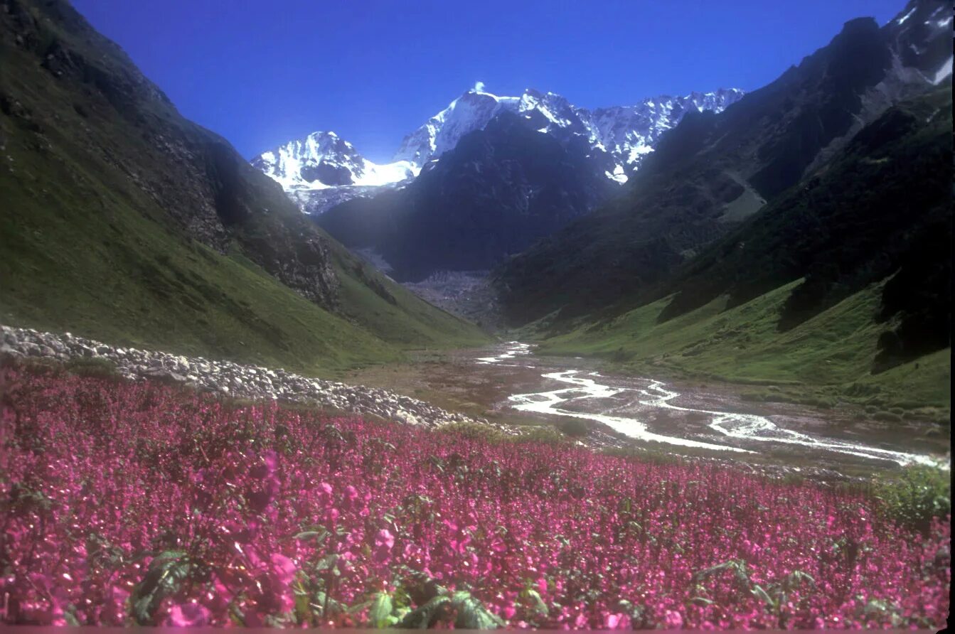 Flowers valley. Национальные парки Нанда-Деви и «Долина цветов». Национальный парк Долины цветов, Уттаракханд. Долина цветов (Valley of Flowers National Park) — национальный парк в Индии. Индия Гималаи Нанда Деви Долина цветов.