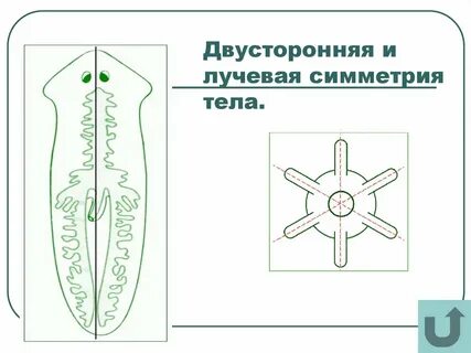 Белая планария какая