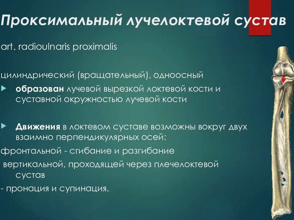 Связки дистального лучелоктевого сустава. Движение в дистальном лучелоктевом суставе. Проксимальный лучелоктевой сустав. Прокисмальный луче локтевой сустав. Локтевой сустав плечелоктевой сустав.