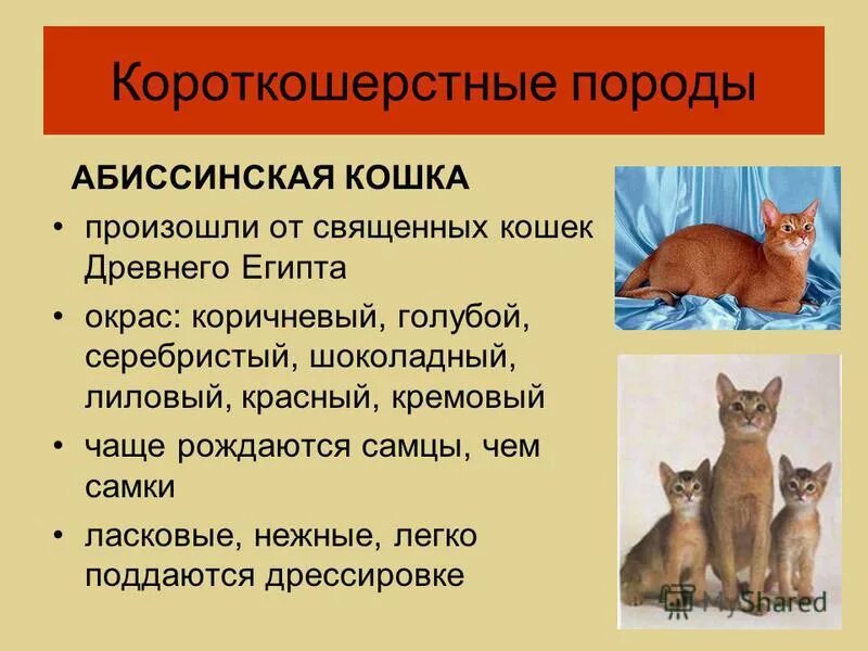 Абиссинская кошка стандарт породы. Дрессировка котенка абиссинского. Окрасы абиссинских кошек таблица. От кого произошли кошки домашние. Рассмотрите фотографию кошки породы абиссинская и выполните