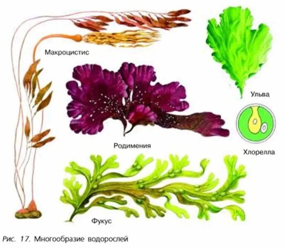 Учебник водоросли. Ульва, ламинария, порфира.. Ульва группа растений. Макроцистис водоросли биология. Водоросли картинки с названиями.
