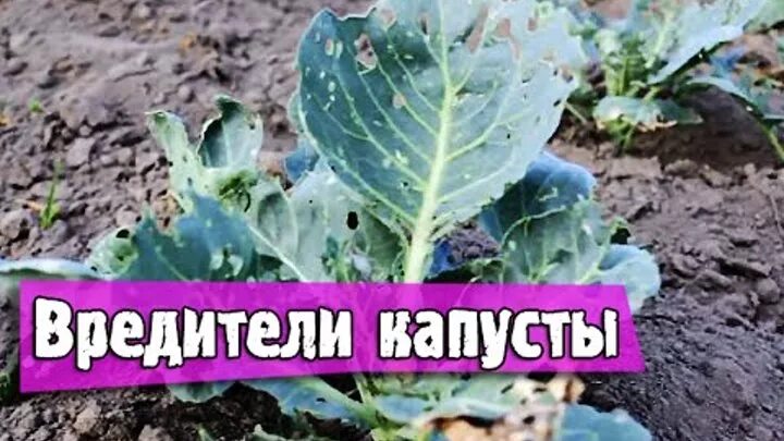 Чем опрыскать капусту от слизней и гусениц. Для капусты от вредителей. обработать капусту от вредителей. защита капусты от вредителей. препараты от гусениц на капусте.