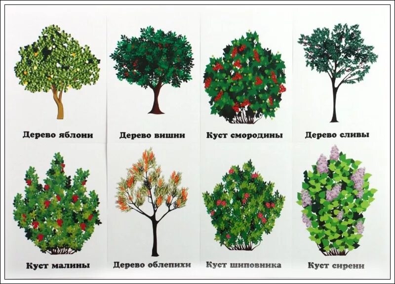 Выберите примеры кустарников. Кустарники для детей. Кустарники названия. Кустарники картинки для детей с названиями. Деревья и кустарники для детей.