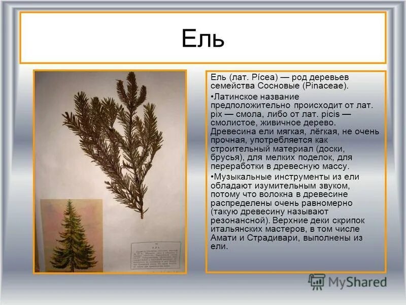 Значение ели обыкновенной. Ель для музыкальных инструментов. Сосна части дерева. Музыкальные инструменты из хвойных деревьев. Ель описание для школьников.