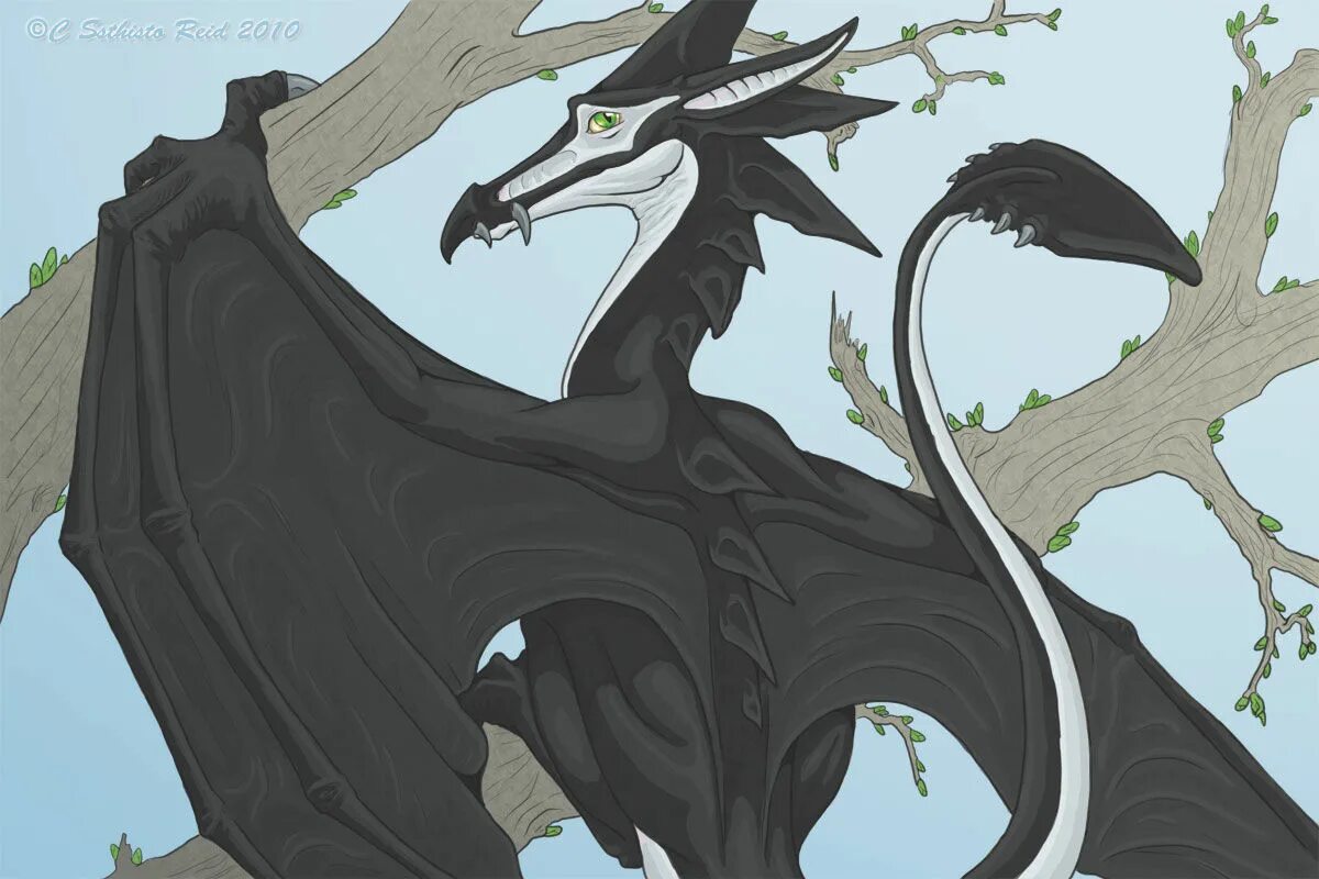 Herpy hare. Herpy дракон. skyshadow. wyvern skyshadow. skyshadow dragon.