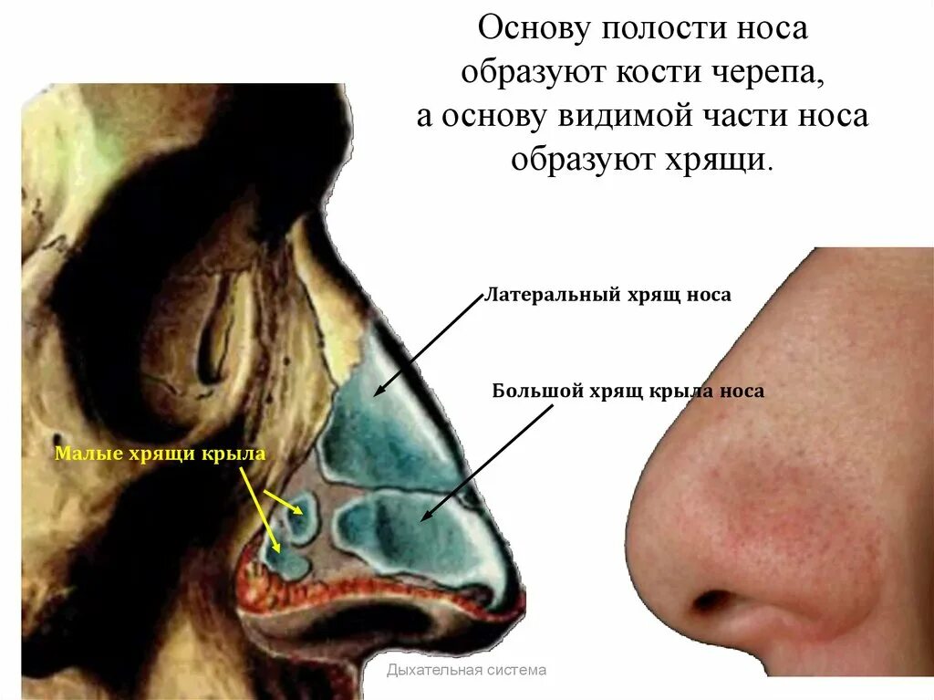 Болит переносица при нажатии насморка. Наружный нос анатомия строение.