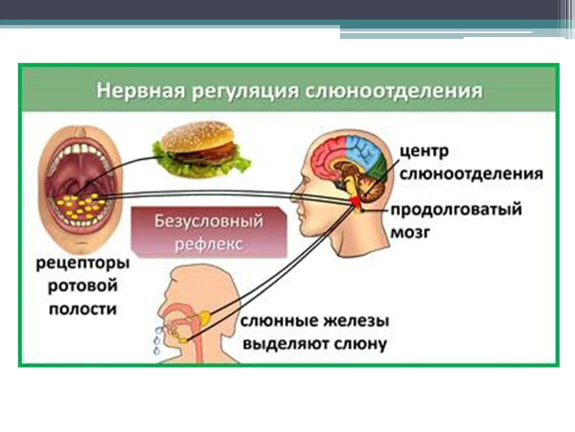 Нервная регуляция слюноотделения схема. Схема условнорефлекторной регуляции слюноотделения. Безусловно-рефлекторная регуляция пищеварительной системы. Слюноотделение физиология.