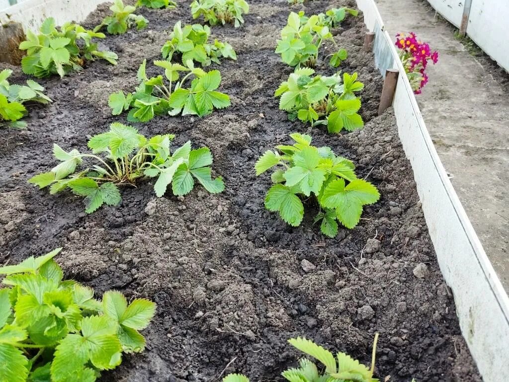 Можно подкормить клубнику селитрой весной. Подкормка клубники весной. Как проредить клубнику весной. Подкормить клубнику весной. Подкармливать клубнику дрожжами.