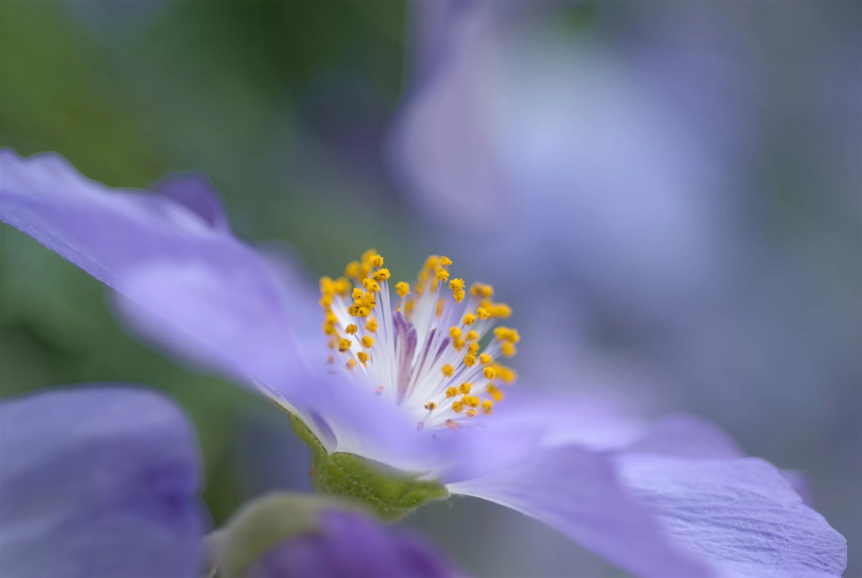 Цветы с пыльцой. Абутилон сунтенсе (abutilon suntense. пыльца на цветке. цветы крупным планом. цветок с голубой пыльцой.