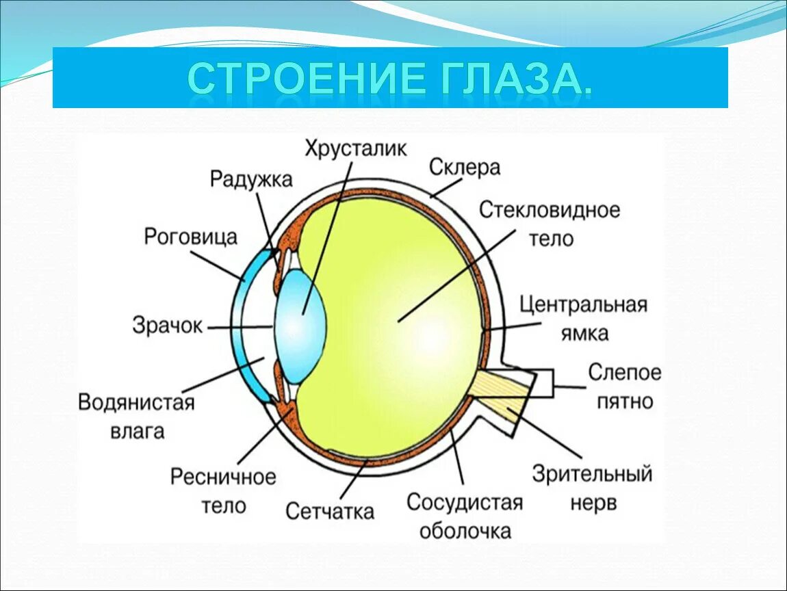 Подпиши структуры