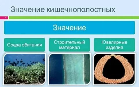 Какую роль играют простейшие в природе