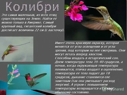 На каком материке живет колибри