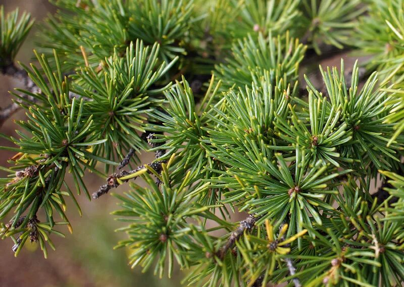сосна кедровая сибирская/pinus sibirica. сосна черная (pinus nigra). кедр порода. сосна веймутова тайни керлз. кедровая сибирская сосна и кедр это.