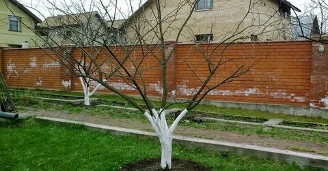 Яблоня после зимы