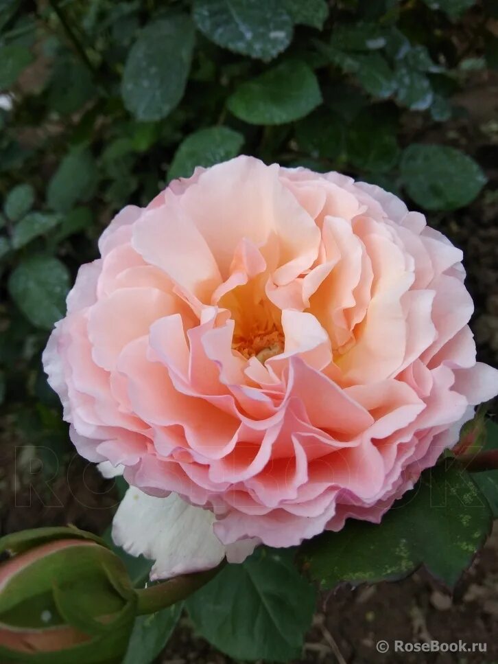 Галерея - Princesse Charlene de Monaco (MEIdysouk, Duftjuwel, Haiku Perfumella, 