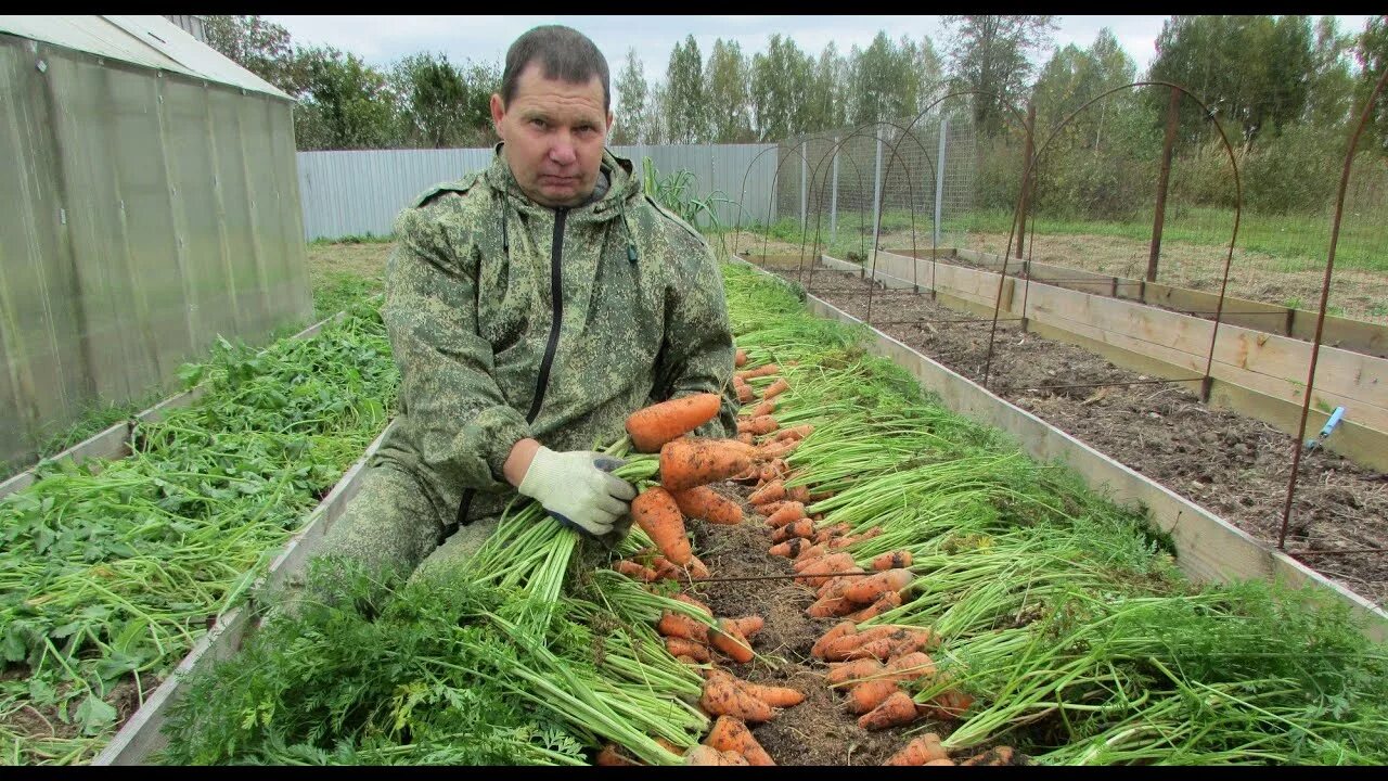 Какую морковь лучше посадить в зиму. Овощи на огороде. огород урожай. морковь на грядке. морковь в огороде грядка.