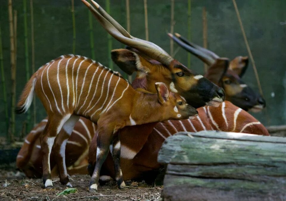 Tragelaphus eurycerus. африка антилопа бонго. африка антилопа бонго. антилопа конго. антилопа окапи.