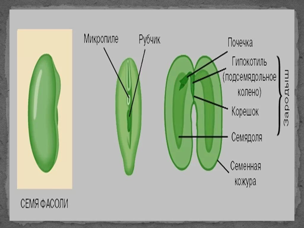 Микропиле у растений. Микропиле семени. Эпикотиль и гипокотиль в семени. Строение семени микропиле.