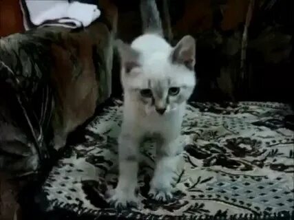 Первый день котенка в новом
