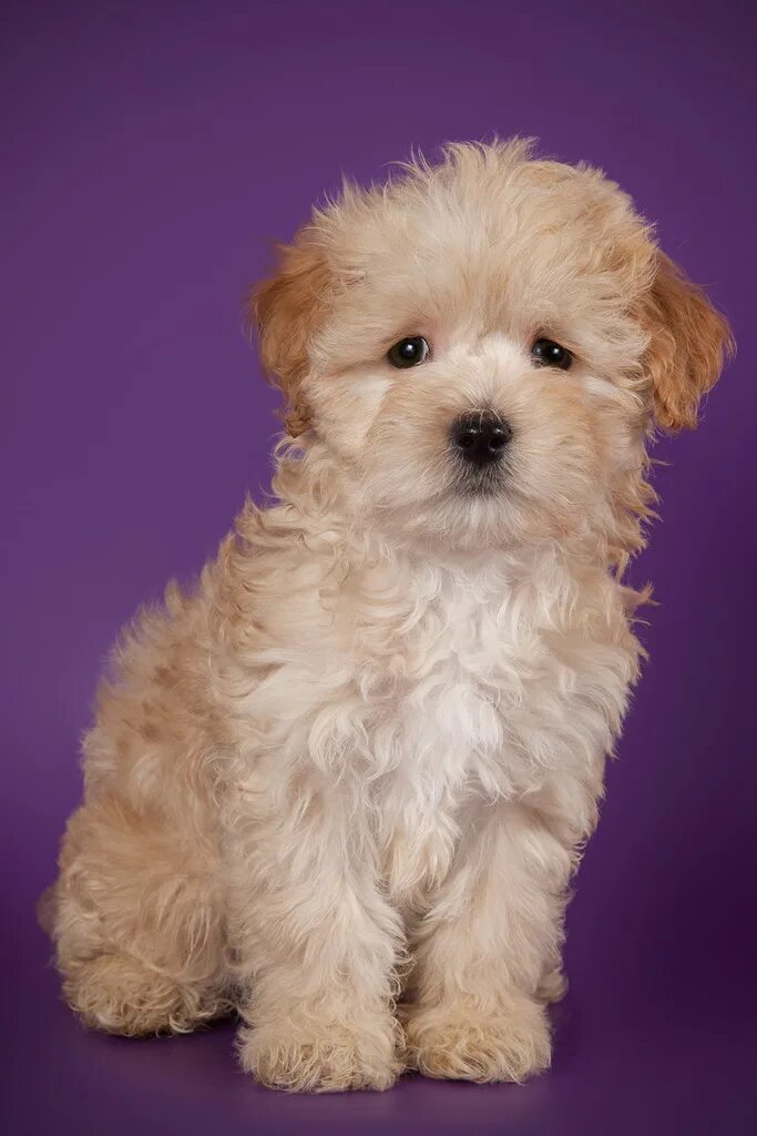 пудель мальтипу белый. стрижки мальтипу мальчиков. мальтипу александры кириенко. порода мальтипу ф1. стрижки мальтипу мальчиков.