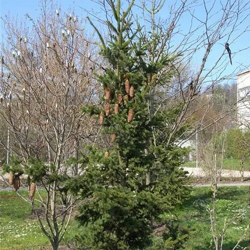 Picea pungens lucky strike фото