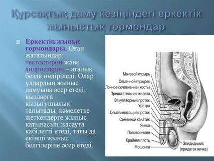 Менің асқазаным жүктіліктің 32 аптасында ауырады.