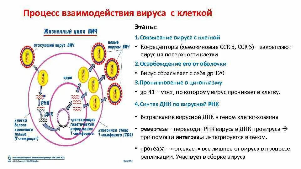 Схема репродукции вируса иммунодефицита человека ВИЧ. Вирус ВИЧ В репликация схема. Последовательность этапов цикла развития вируса ВИЧ. Стадии взаимодействия вируса с клеткой.