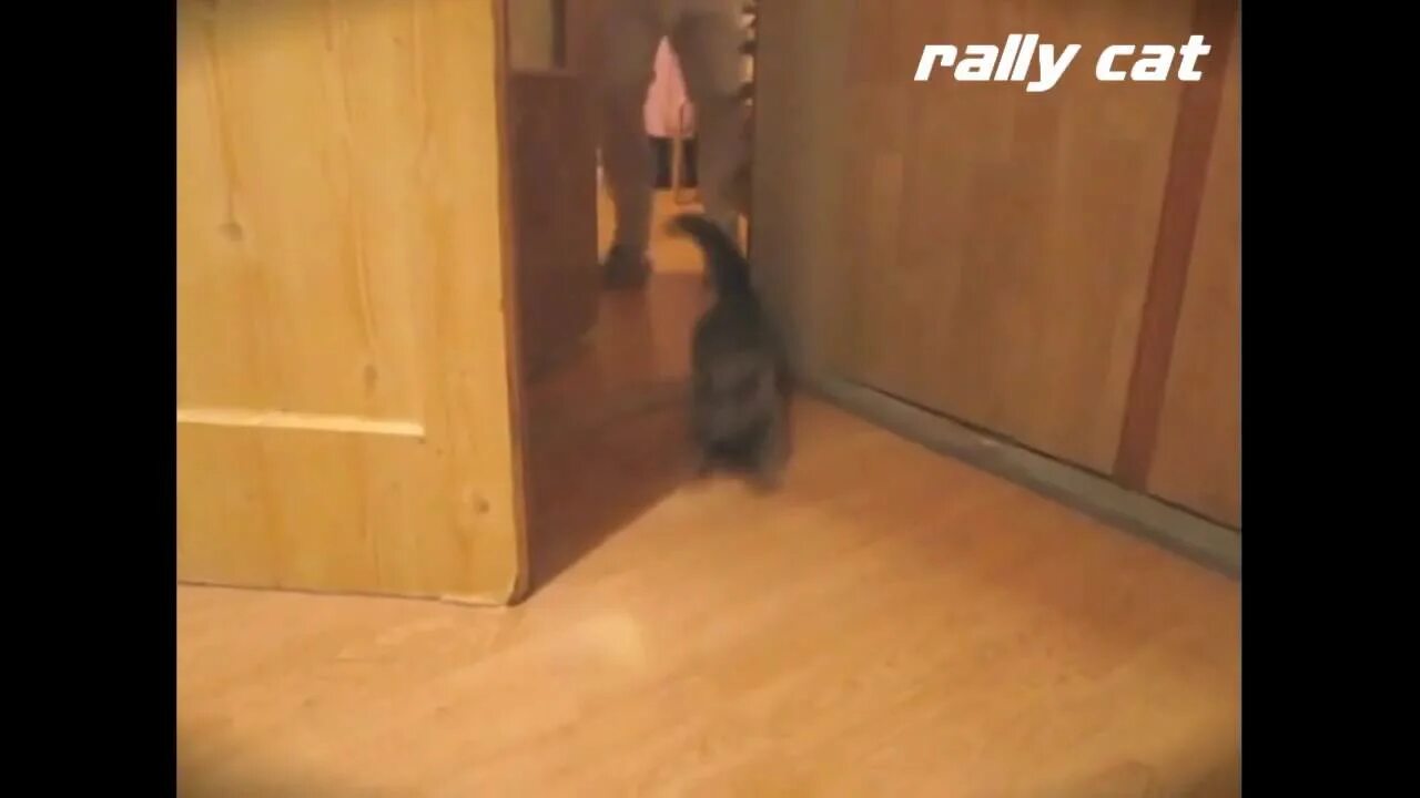 Cats crash arena turbo stars zeptolab. Леди баг и супер кот клип краш. Супер кот краш эстетика. Кот краш краш. Кот краш.