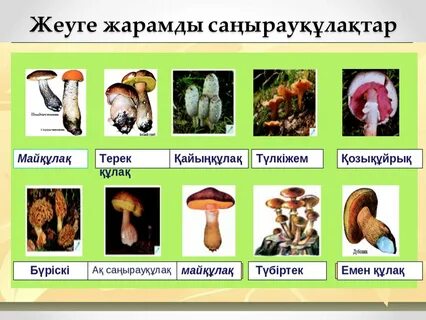 Ол есектің ішіне кіргенде айқайлайды