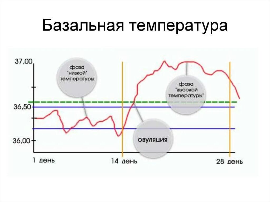 График базальной температуры с овуляцией. Овуляторный график базальной температуры. График ректальной температуры овуляция. График ректальной температуры при овуляции. Овуляция в 40