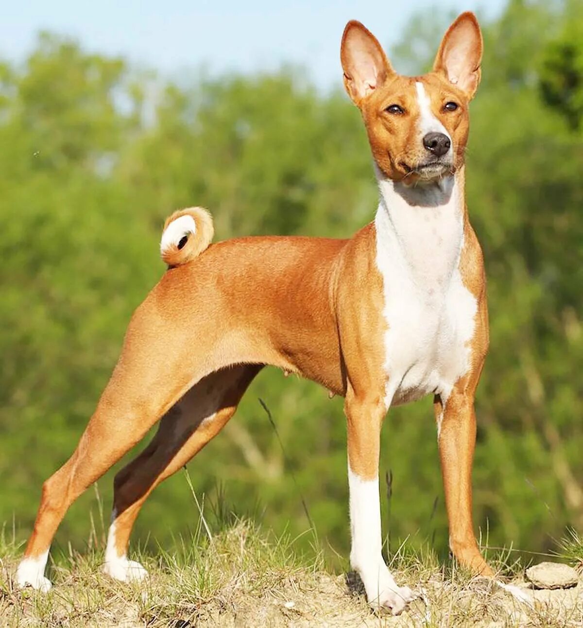 Hamiltonstövare (Hamiltonstovare), Hamilton Hound, Swedish Foxhound #Dogs #Puppy