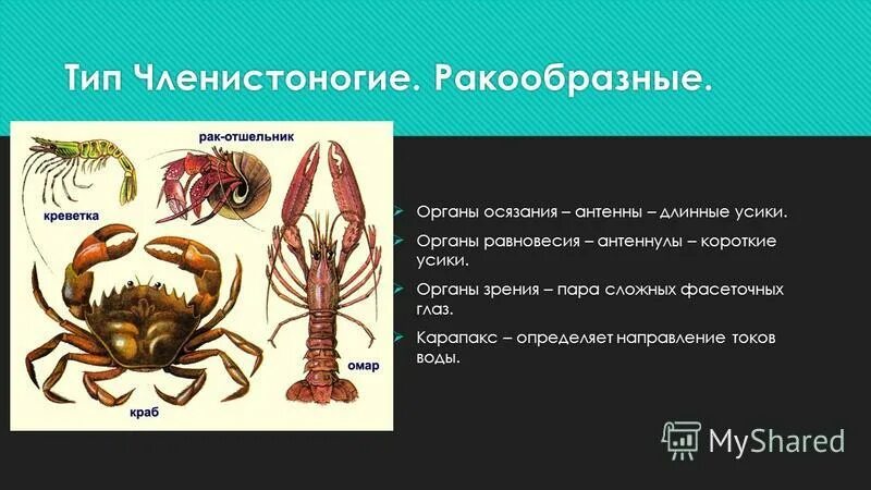 Длинные усики у ракообразных. Длинные усики у ракообразных. Усики ракообразных. Сколько усиков у ракообразных. Длинные усики у ракообразных.