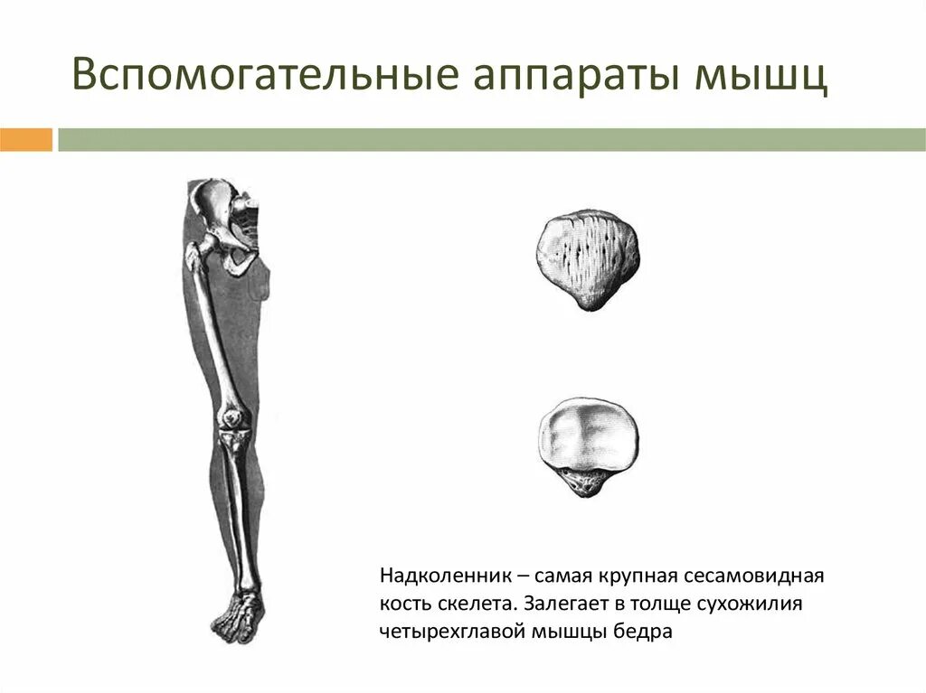 Сесамовидные кости. Сесамовидные кости человека. Сесамовидные кости относятся. Классификация вспомогательных аппарат мышц. Самая крупная кость скелета